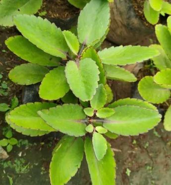 miracle leaf