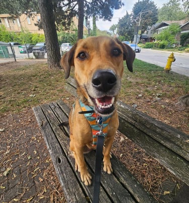 private dog walk in leslieville - on leash
