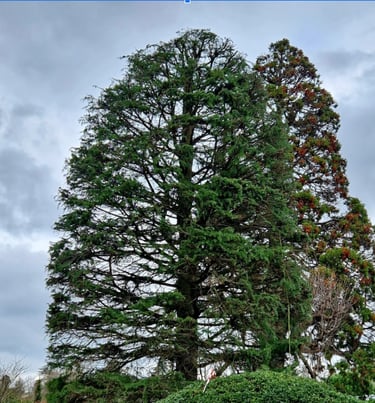 arbre venant d'être élagué 