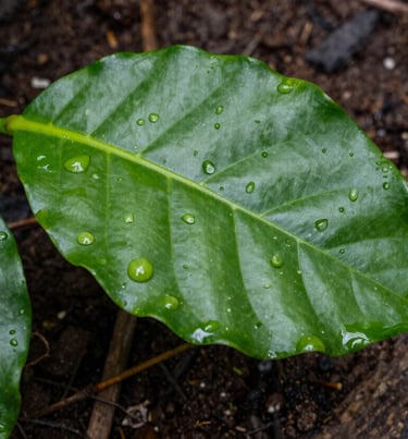 Macro photography of a vibrant green coffee leaf with dew drops, against a background of dark brown soil and wood. Soft natural lighting, South American / Latin garden setting.