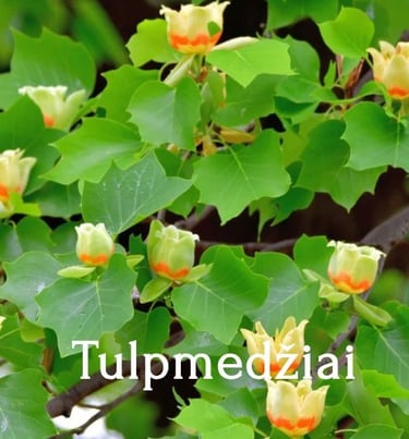 Tulpmedžiai