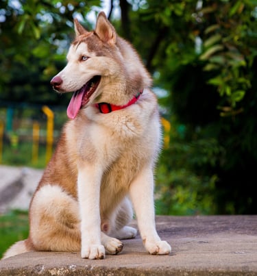 a dog sitting on a concrete bench in a park