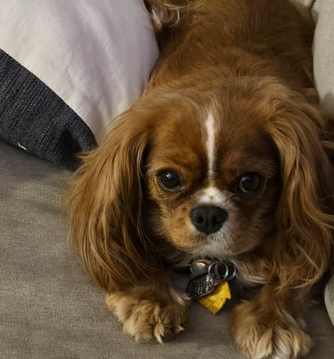 Cupcake our dog laying down on the couch