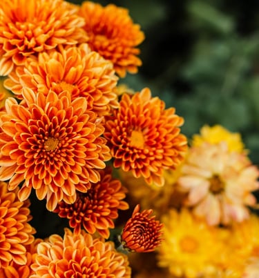 Chrysanthemum