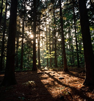 Warm evening sunlight glowing through the silhouettes of tall forest trees, creating long shadows on the forest floor, peaceful North American / US landscape.