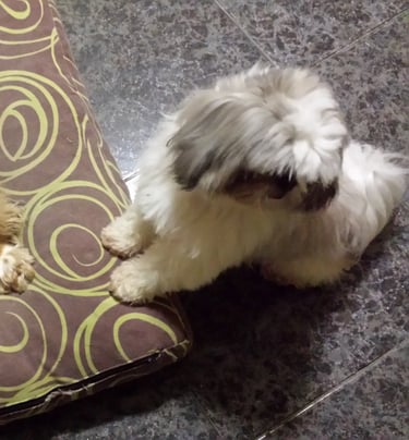 Guardería de día para perros