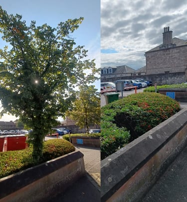 tree surgery masterton