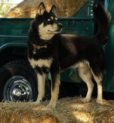 An image of a dog in front of a green 1967 Toyota Land Cruiser Pickup