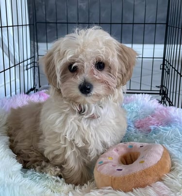 Maltipoo is Licking her Butt / Rear End