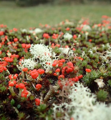 Mixte de Cladonia (lichen) et de polytrichum (bryophyte) sur un mur