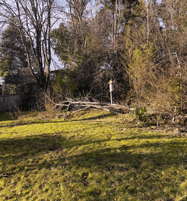 A fallen tree removal in a back yard in Lynnwood WA