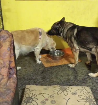 Guardería de día para perros