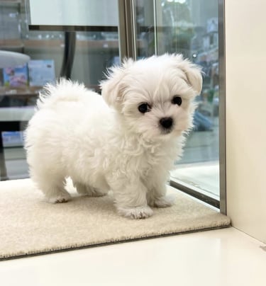 Un alegre perro rescatado explora un jardín luminoso y soleado en un refugio en España.