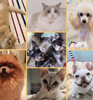 cachorros rescatados