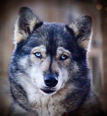 Hündin Nakima aus der Huskyzucht of Snow Wolf Valley in Bayern