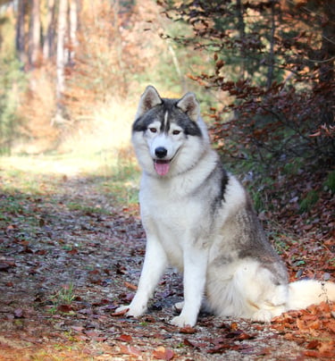 Rudelchef Apache sitzt in schöner Herbstlandschaft.