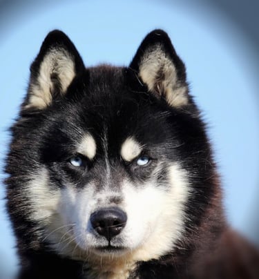 Husky Zazu mit blauen Augen