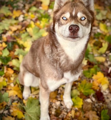 Huskyhündin mit rotem Fell