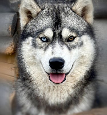 Bildhübscher Huskyrüde mit verschiedenfarbigen Augen