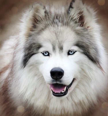 Grau-weißer Husky mit blauen Augen.