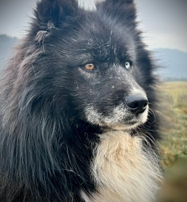 Schwarze Huskydame Koko.