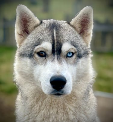 Huskyrüde mit verschieden farbigen Augen