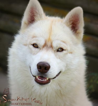 Huskyhündin mit marmoriertem Auge