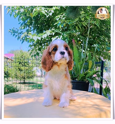 Male Cavalier little puppy in the Sleepysong Kennel
