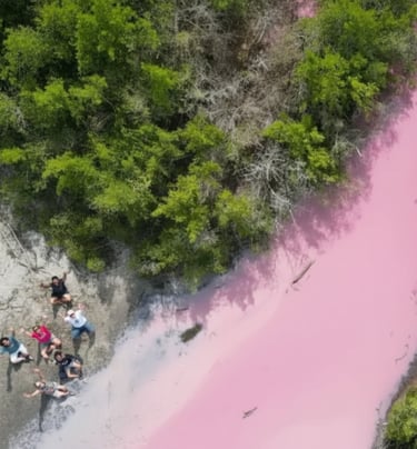 Mangrove rose et sentier de randonnée au Diamant Martinique