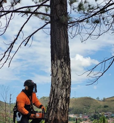 HOMEM CORTANDO ÁRVORE COM MOTOSSERRA