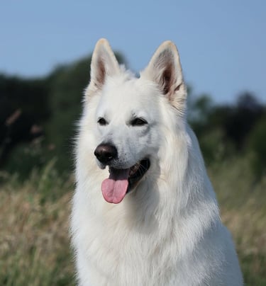 Undercover Vito Vom Sutumer Grund