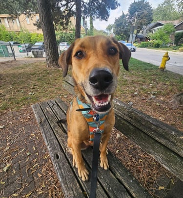 private dog walk in leslieville - on leash