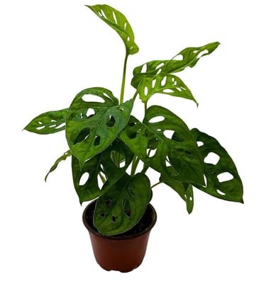 Monstera adansonii Swiss cheese plant cutting with fenestrated leaves, ideal for sphagnum moss