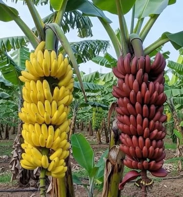Comparación visual de racimos de plátanos  amarillos frente a racimos de plátanos rojos en la planta
