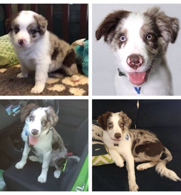 chocolate merle border collie 