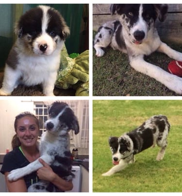 blue merle border collie puppies 