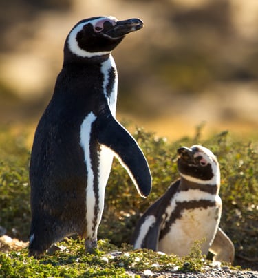 Pinguinos Magallanes