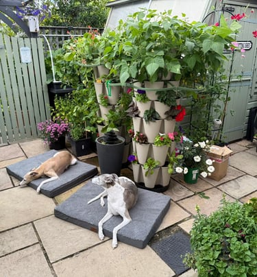 Patio Paradise – A talking point for every guest