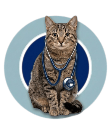 veterinario de gatos
