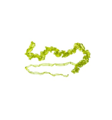 Ulva intestinalis
