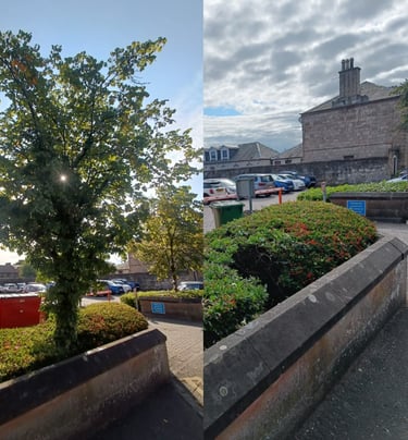 tree surgery masterton