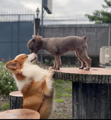 Haru and Mochi just met at the dog park. They both have Korean fur-parents.
