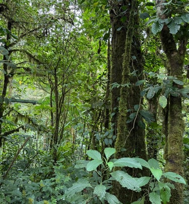 Rio Celeste Apartments for rent