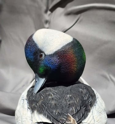Bufflehead carved by Augie Ciresi