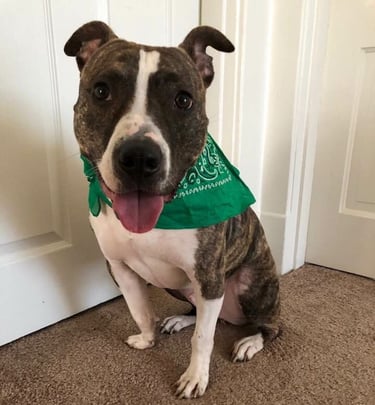 a dog sitting on the floor with a green bandannaise around it