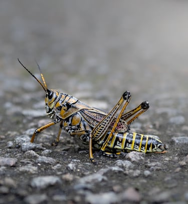 locust