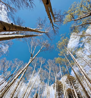 Aspens, Arapahoe Roosevelt, CO