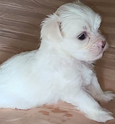 4-week-old Maltese Puppy sitting in bed in Texas
