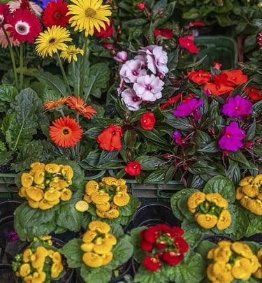 flores al por mayor eje cafetero