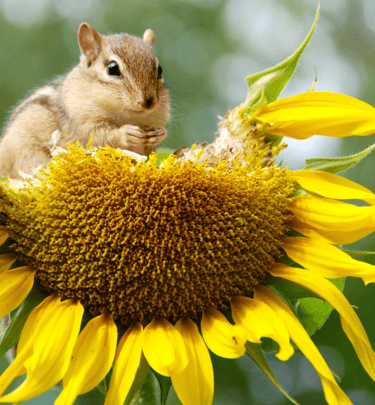 squirrel eating a sunflower. 
